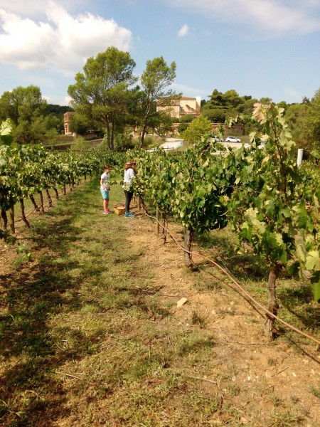 Verema a can Coll (Casals del Poblat de ca n'Oliver)