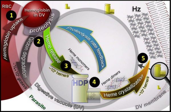 Model proposat del procés bioquímic que succeeix dins el paràsit