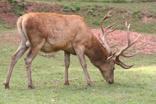El Fons ocult dedicat als cèrvols de l'època ibèrica obre un cap de setmana de portes obertes a Ca n'Ortadó