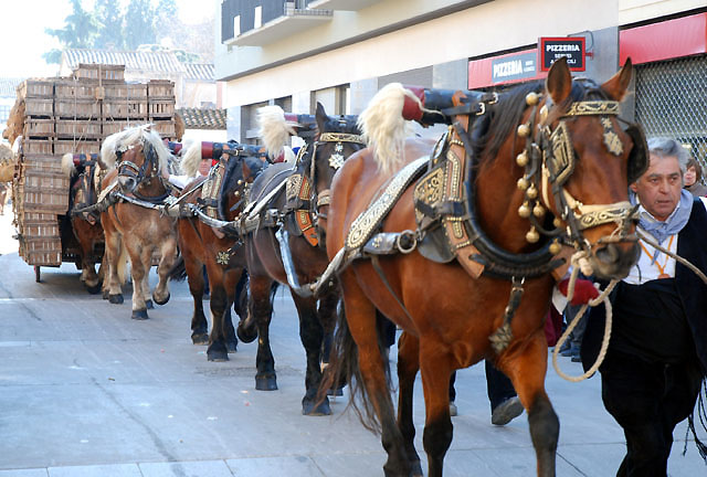 Comença la Festa de Sant Antoni