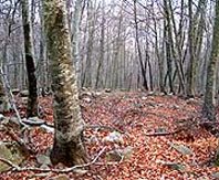 El Cims organitza la segona etapa del GR 83 des de Vallgorguina a Gualba