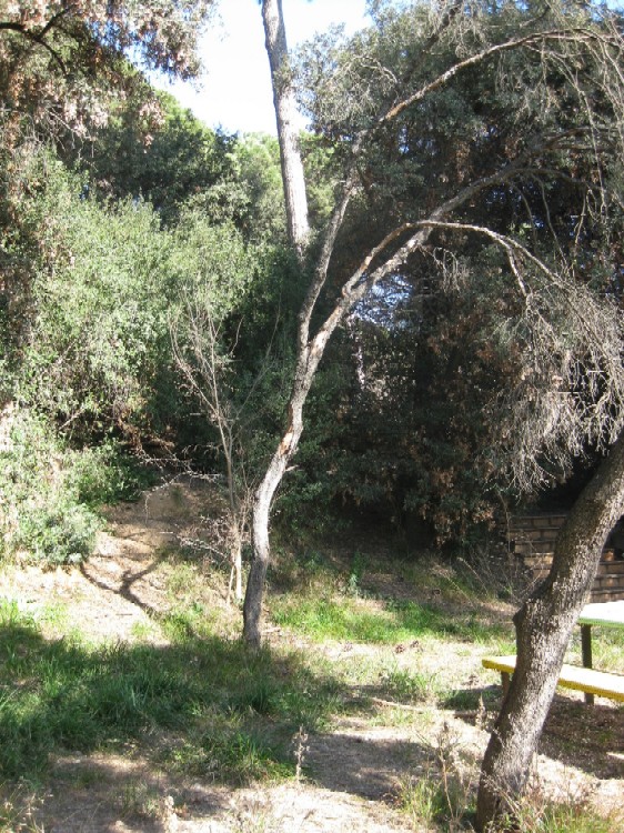 El PP denuncia que l'abandó del Bosc Tancat suposa risc d'incendi
