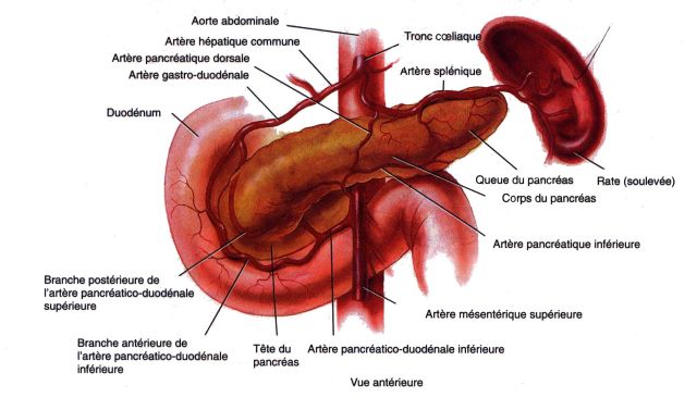 Descrita la possible relació entre la ingesta de productes lactis i l’aparició de mutacions en un gen implicat en l’aparició del càncer de pàncreas