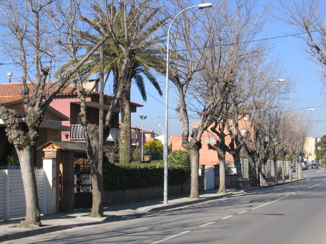 Renovació de l’arbrat del carrer de Serra de Galliners