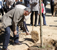 Els Amics dels Arbres avaluen l'evolució dels exemplars de la ciutat