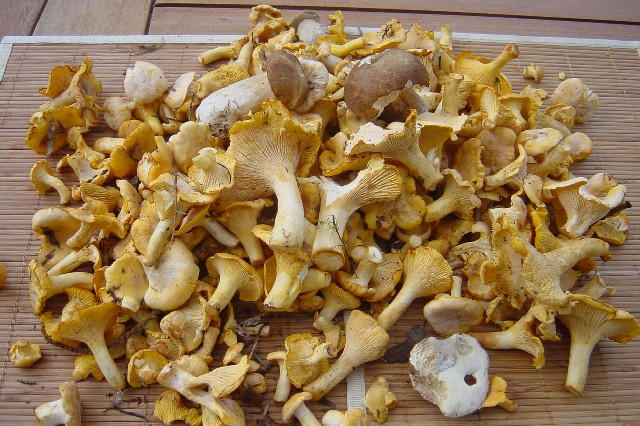 Cerdanyola organitza les Terceres Jornades Gastronòmiques del Bolet
