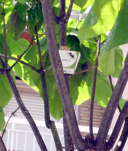 L’Ajuntament recorre als tractaments biològics per acabar amb els pugons i els àcars dels arbres