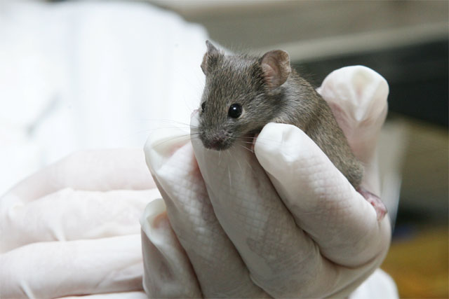 La UAB obté els primers ratolins clonats d´Espanya