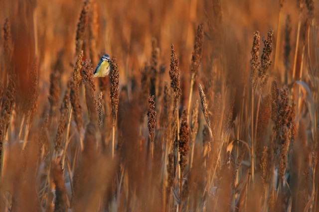 La mostra fotogràfica del Vallès Natural arribarà a Cerdanyola al setembre