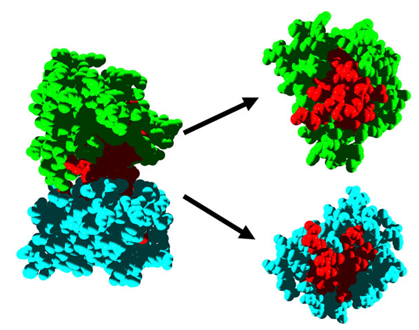 Investigadors de la UAB desvetllen un mecanisme que pot desencadenar nombroses malalties genètiques