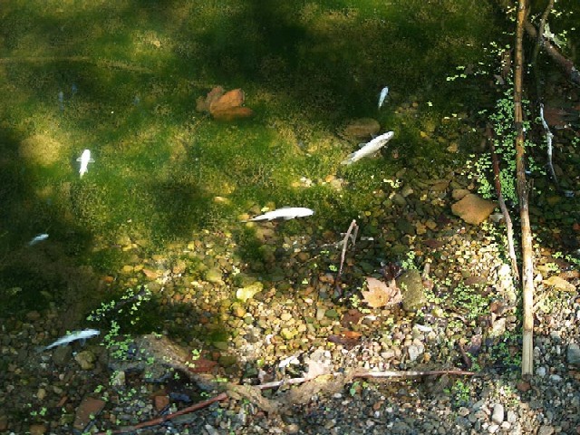 Un abocament en investigació provoca la mort de peixos a la riera de Sant Cugat