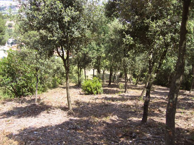 Comencen els treballs de neteja a les franges de protecció forestal