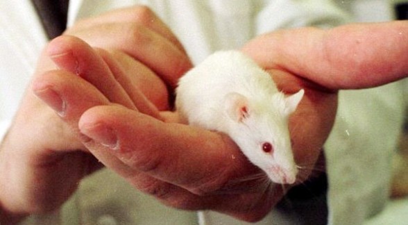 La UAB investiga en ratolins un fàrmac que redueix la por