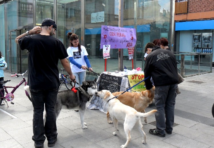 Recollint firmes contra el maltractament animal