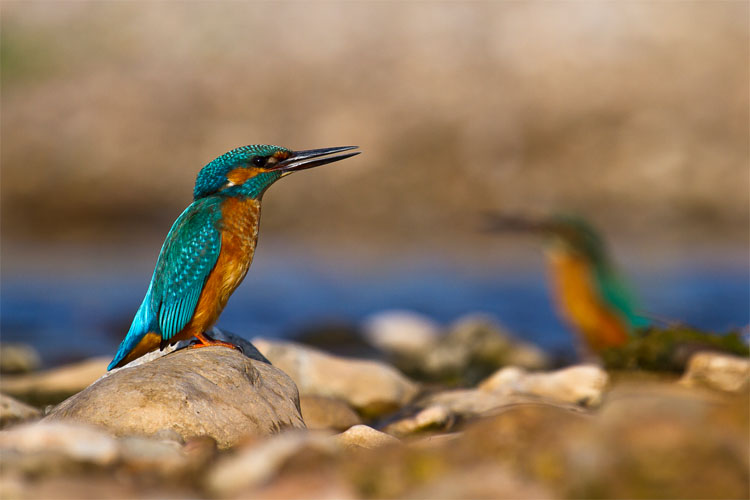 Un ocell del riu Ripoll, protagonista del concurs fotogràfic Vallès Natural