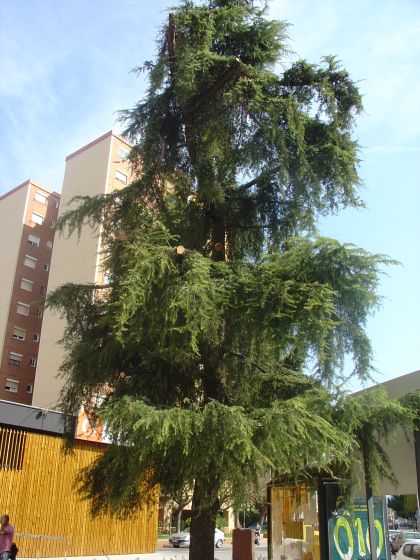 ICV-EUiA denuncia l'intent de tala d'un cedre emblemàtic a Serraperera