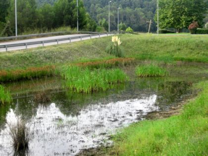 No hi ha mosquits tigre a la llacuna del barri de Canaletes