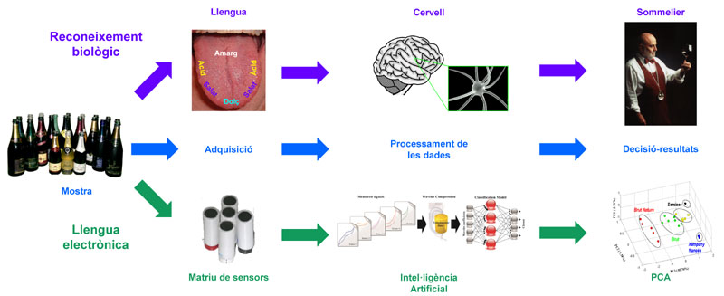 La UAB crea una llengua electrònica per identificar caves