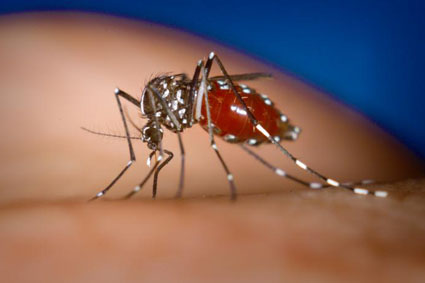 Cal extremar precaucions contra el mosquit tigre