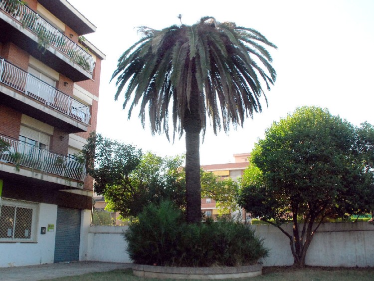 Tractament contra la plaga d'un escarabat a les palmeres