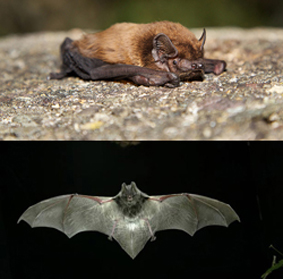 Troben dos nous ratpenats a Collserola