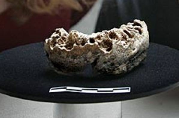 La UAB seqüència per primer cop l'ADN d'un neandertal