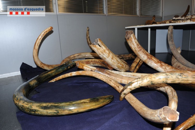 Localitzen a Cerdanyola les peces robades del Museu del Mamut