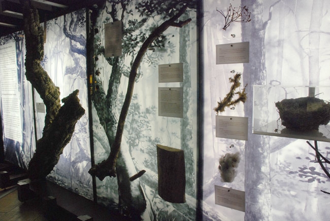 Visita guiada al  Bosc Gran de can Catà emmarcada en la mostra "El Bosc, molt més que fusta"