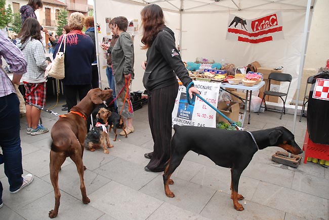 La V Diada Animalista vol recaptar fons per continuar la tasca d'ADAC