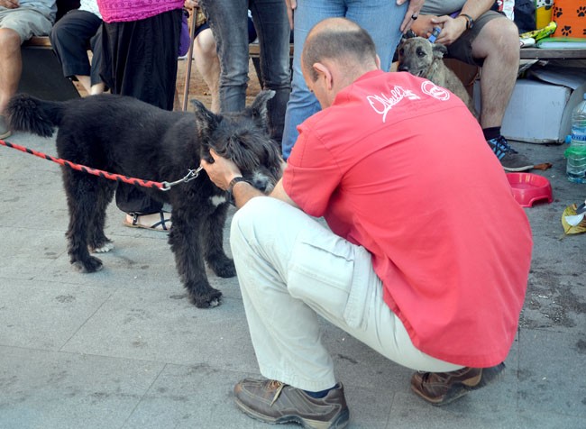 La diada animalista insisteix en el missatge: Adopta i no abandonis