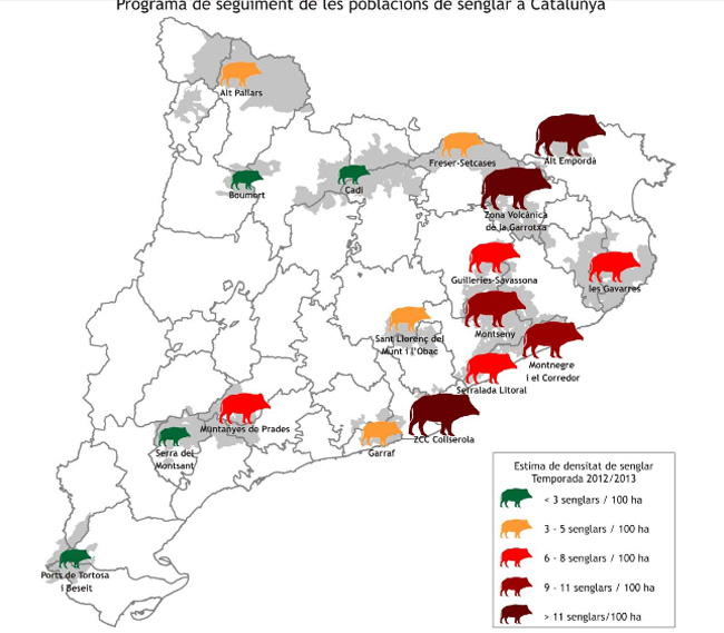 Collserola planteja  als municipis una ordenança per controlar els senglars
