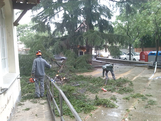 Caiguda espectacular d'una branca a causa de la pluja sense produir danys