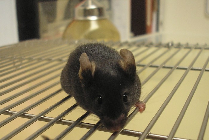 Una investigació de la UAB obre portes a noves teràpies contra la depressió