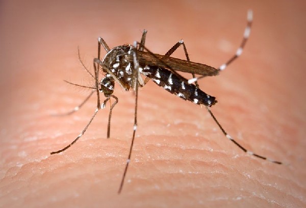 Recomanacions per evitar la proliferació del mosquit tigre