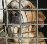 Un estiu més augmenta l'abandonament de mascotes