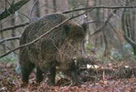 Cerdanyola encara no és zona protegida de caça
