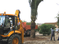 Trasplanten la palmera situada a la finca del passeig de Cordelles