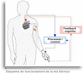 La UAB i el Centre de Microelectrònica investiguen la creació d'una mà biònica