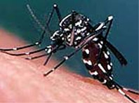 El mosquit tigre s'ha disseminat ja per 26 municipis