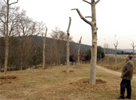 El Parc de la Riera ja acull els plataners trasplantats del Passeig del Pont