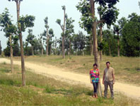 Els arbres transplantats al Parc de la Riera tornen a brotar