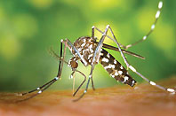 L'Ajuntament inicia la campanya de prevenció i control del mosquit tigre a la ciutat