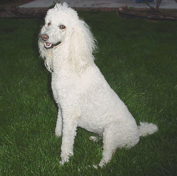 Trobat un canitxe blanc