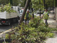 L'aiguat afecta els arbres de la ciutat