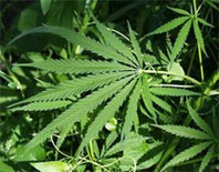 La Fundació contra la Drogoaddicció alerta contra l'augment de consum juvenil