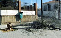 El fort vent fa caure arbres i provoca incidències diverses