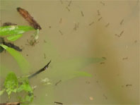 Campanya de control i tractament de les larves de mosquits al riu Sec