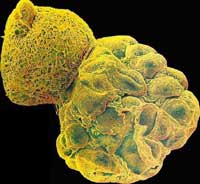 Investigadors de la UAB es pronuncien sobre la recerca amb cèl·lules mare