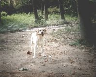 Augmenten els abandonaments de gossos i gats