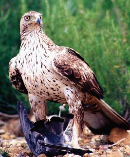 Collserola celebra el Dia Mundial dels Ocells a Can Coll